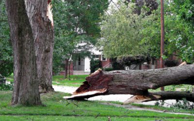 What To Do If a Neighbor’s Tree Falls on My Property?