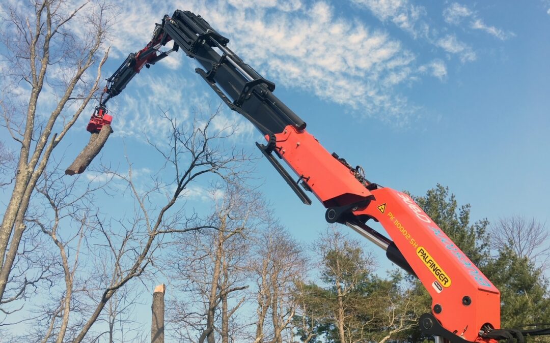 3 Ways Cranes Help with Tree Removal