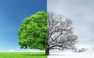 Winter Care to Keep Your Trees Safe