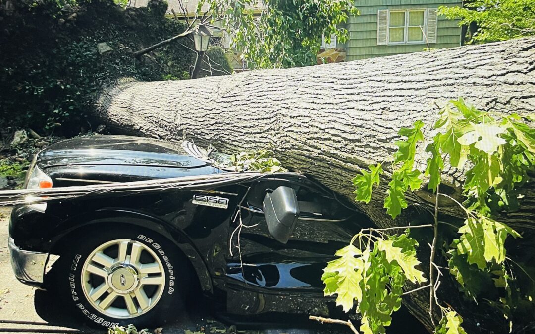 What You Should Do if a Tree Falls on Your Car