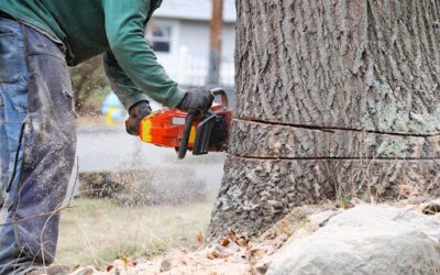 Why You Should Remove Sick Trees from Your Property