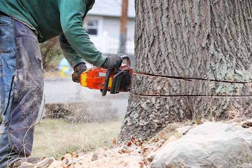 Why You Should Remove Sick Trees from Your Property
