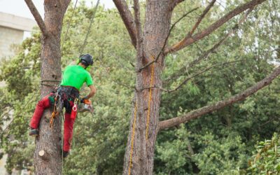 How to Know if You Need Tree Removal Services?