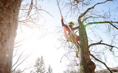 Here’s Why You Need Tree Trimming and Maintenance Services